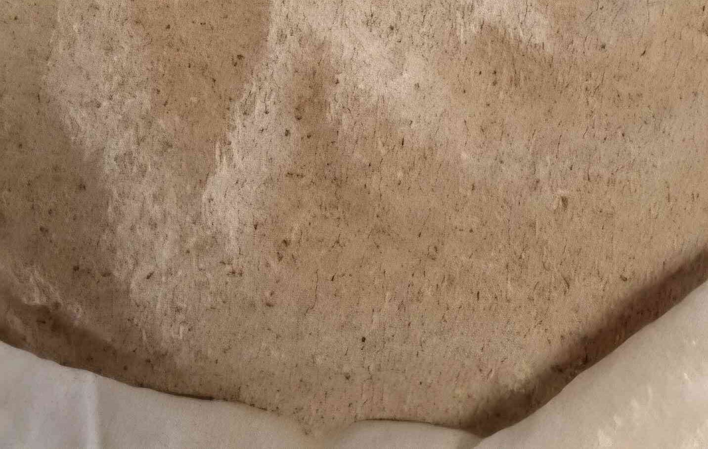 Cassava Flour (HQCF)