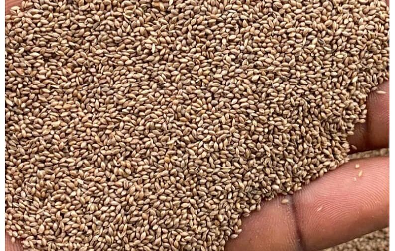 Fonio (Acha Grain)