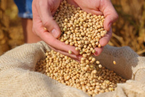 Soya Beans