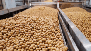 Soya beans exporter in Nigeria