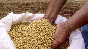 Soybeans export Nigeria