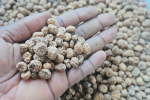 Tiger Nuts Export
