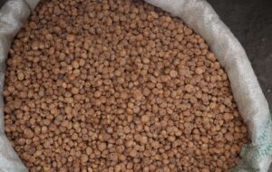 Tiger Nuts