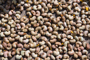 raw cashew nuts on the floor, food