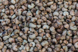 Nut Tree Cashew Growing Nuts in Thailand