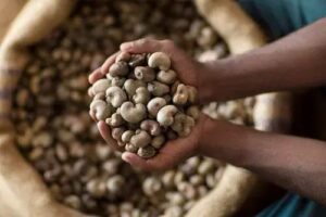 WhatsApp Image 2026-01-30 at 12.19.29