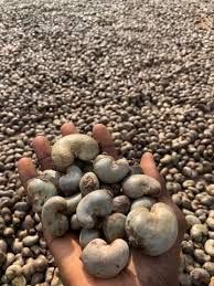 WhatsApp Image 2026-01-30 at 12.19.30